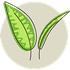 tea leaf